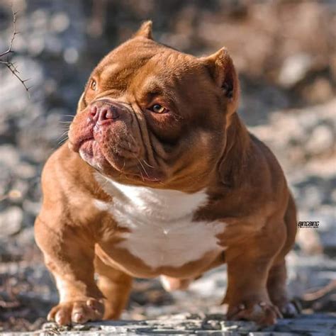 Micro bully price - The Muscular Micro-Bully With $10,000 Pups | BIG DOGZ. Watch on. What Is The Origin Of The Micro Bully. The origin of the Micro Bully breed can …
